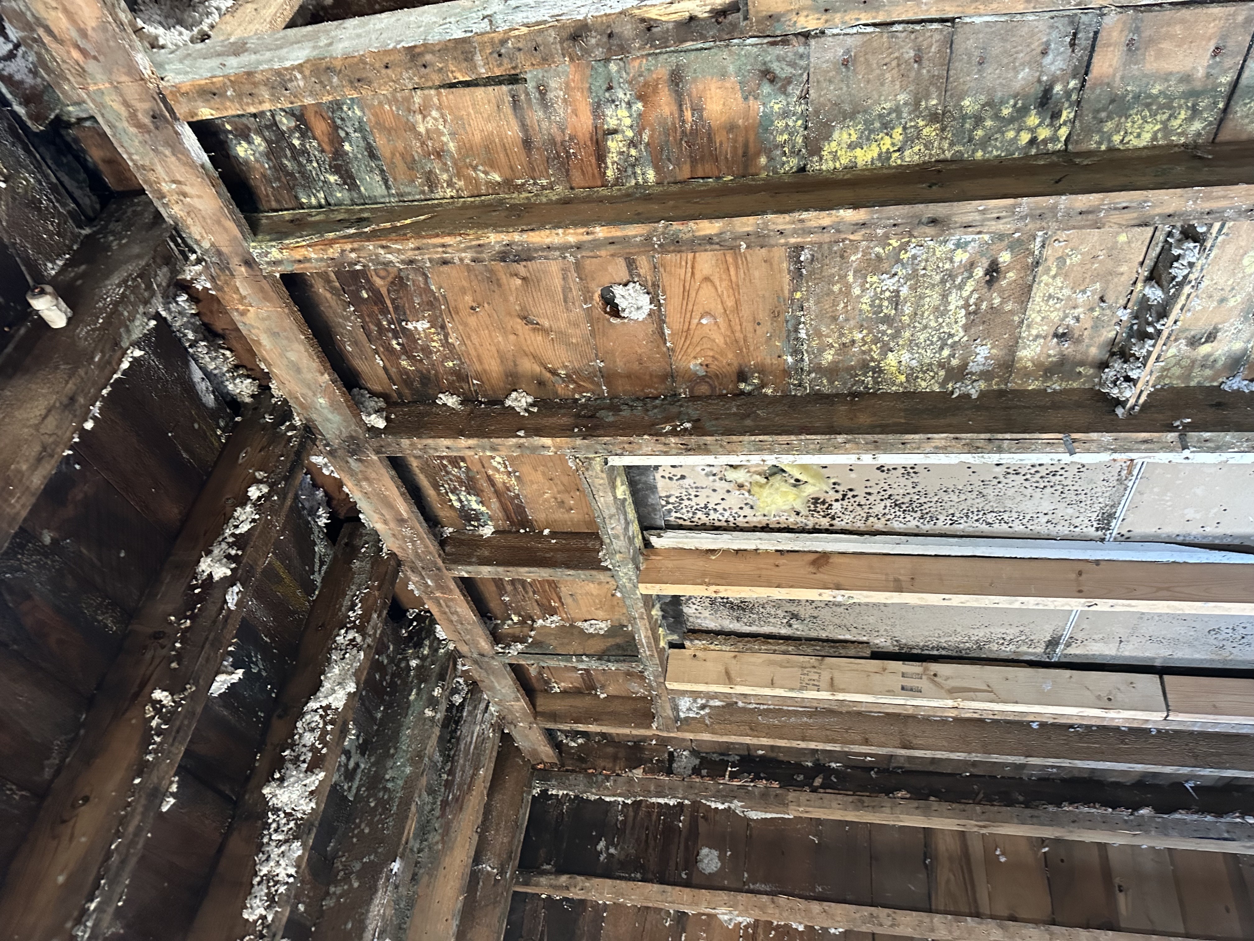 Mold damage on wooden studs and ceiling in Howard Lake